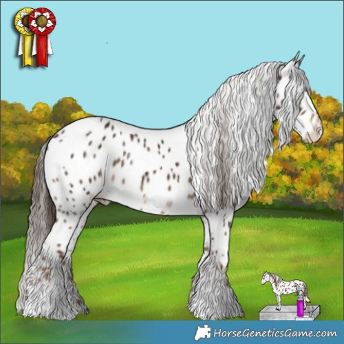 Horse Color:Liver Chestnut Appaloosa 