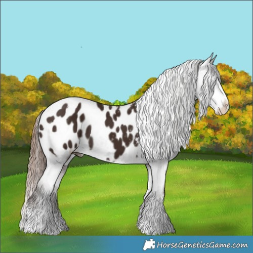 Horse Color:Liver Chestnut Sabino Appaloosa 