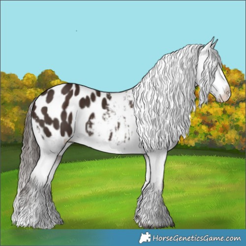 Horse Color:Liver Chestnut Appaloosa 