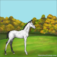 Horse Color:Blue Roan Near Leopard 
