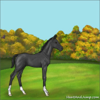 Horse Color:Blue Roan 