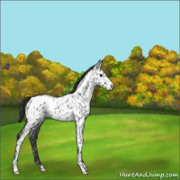 Horse Color:Blue Roan Near Leopard 