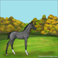 Horse Color:Blue Roan 