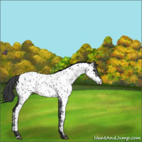 Horse Color:Blue Roan Near Leopard 
