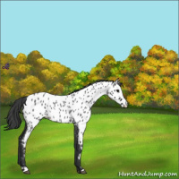 Horse Color:Blue Roan Near Leopard 