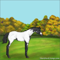 Horse Color:Black Appaloosa 