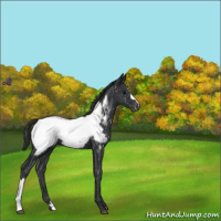 Horse Color:Black Appaloosa 