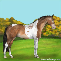 Horse Color:Gray Amber Champagne Tobiano