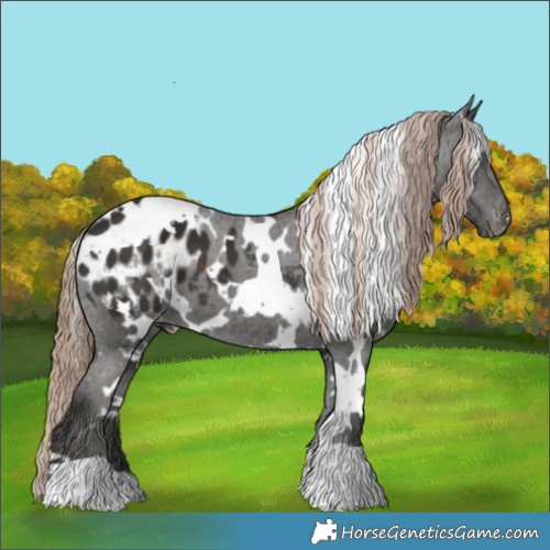 Horse Color:White Spotted Liver Chestnut Appaloosa 