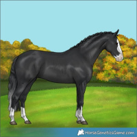 Horse Color:Black Splash