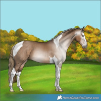 Horse Color:Gray Liver Red Dun Splash Tobiano 