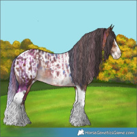 Horse Color:Liver Red Dun Splash Tobiano Rabicano  and Brown Splash Tobiano Appaloosa 