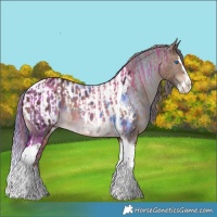 Horse Color:Liver Red Dun Splash Tobiano Rabicano  and Brown Splash Tobiano Appaloosa 