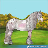 Horse Color:White Spotted Liver Red Dun Appaloosa 
