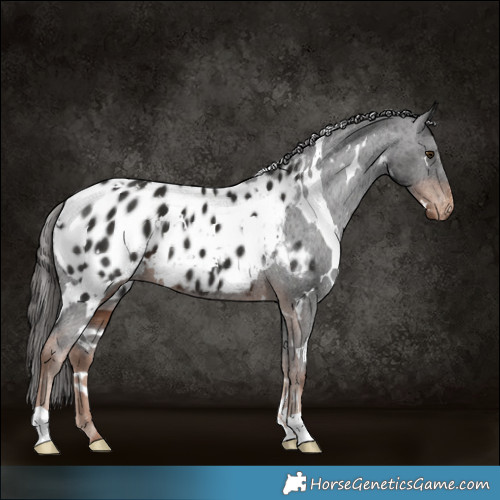 Horse Color:White Spotted Liver Chestnut Appaloosa 
