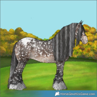Horse Color:Brown Appaloosa 