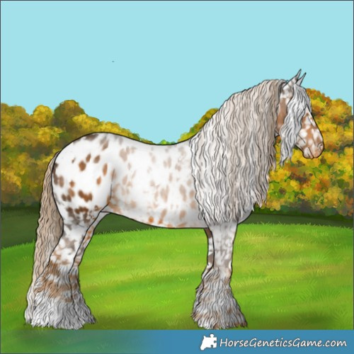 Horse Color:White Spotted Chocolate Palomino Appaloosa 