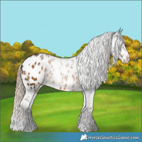 Horse Color:White Spotted Chocolate Palomino Appaloosa 