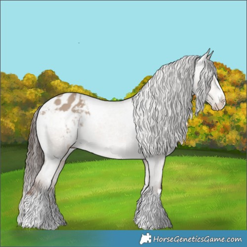 Horse Color:Liver Red Dun Appaloosa 