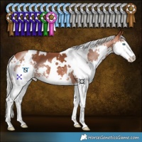 Horse Color:White Spotted Silver Bay Splash 