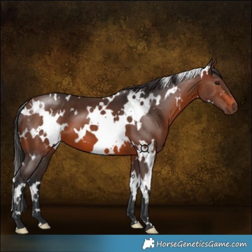 Horse Color:White Spotted Brown
