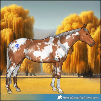 Horse Color:White Spotted Silver Bay Rabicano