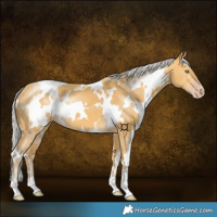 Horse Color:White Spotted Silver Sable Cream Champagne 