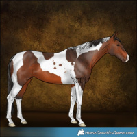Horse Color:Bay Tobiano 