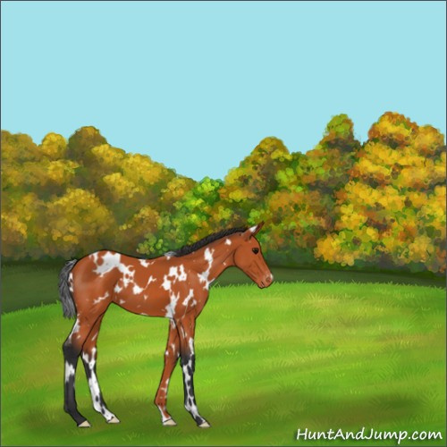 Horse Color:White Spotted Bay Appaloosa 