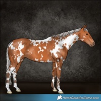 Horse Color:White Spotted Silver Bay 