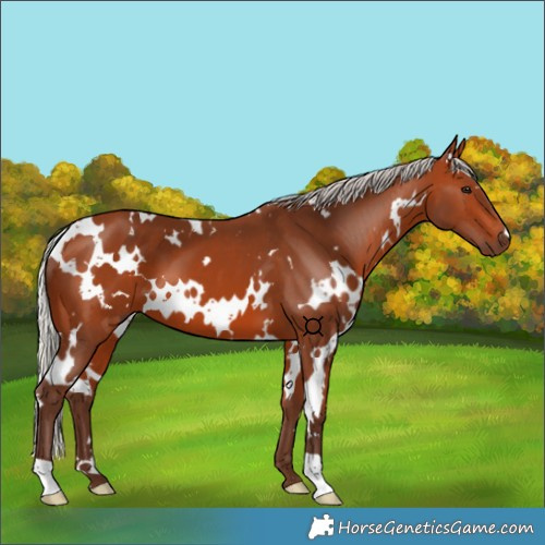Horse Color:White Spotted Silver Bay 