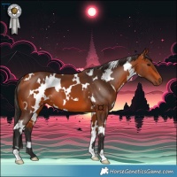 Horse Color:White Spotted Bay 
