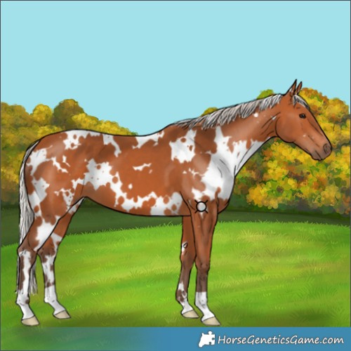 Horse Color:White Spotted Silver Bay 