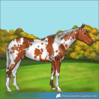 Horse Color:White Spotted Silver Bay 