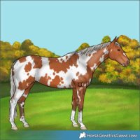 Horse Color:White Spotted Silver Bay 
