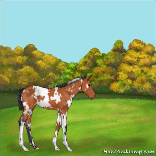 Horse Color:White Spotted Bay 