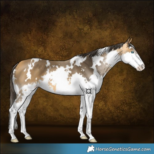 Horse Color:White Spotted Buckskin Splash 