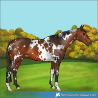 Horse Color:White Spotted Bay 