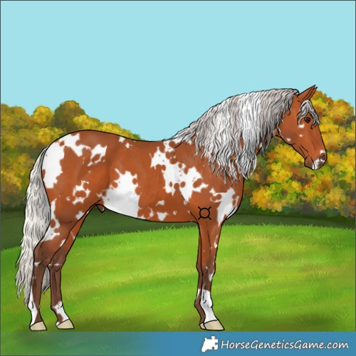 Horse Color:White Spotted Silver Bay 
