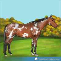 Horse Color:White Spotted Bay 