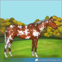 Horse Color:White Spotted Silver Bay 