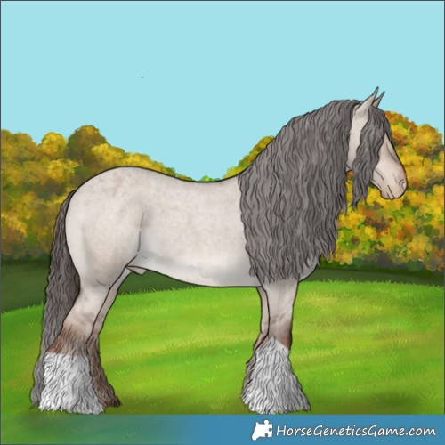 Horse Color:Liver Red Dun Roan Appaloosa 