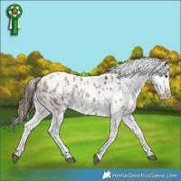 Horse Color:White Spotted Liver Red Dun Appaloosa  and White Spotted Liver Red Dun Appaloosa 