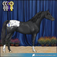 Horse Color:Black Appaloosa 