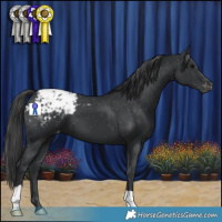 Horse Color:Black Appaloosa 