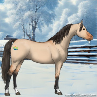 Horse Color:Bay Dun 