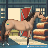 Horse Color:Bay Dun 