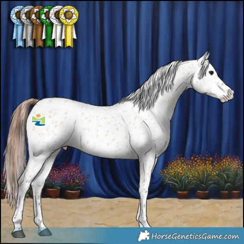 Horse Color:Bay Dun Appaloosa 