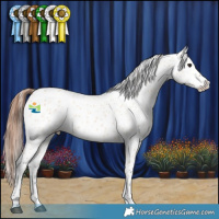 Horse Color:Bay Dun Appaloosa