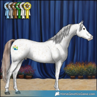 Horse Color:Bay Dun Appaloosa 